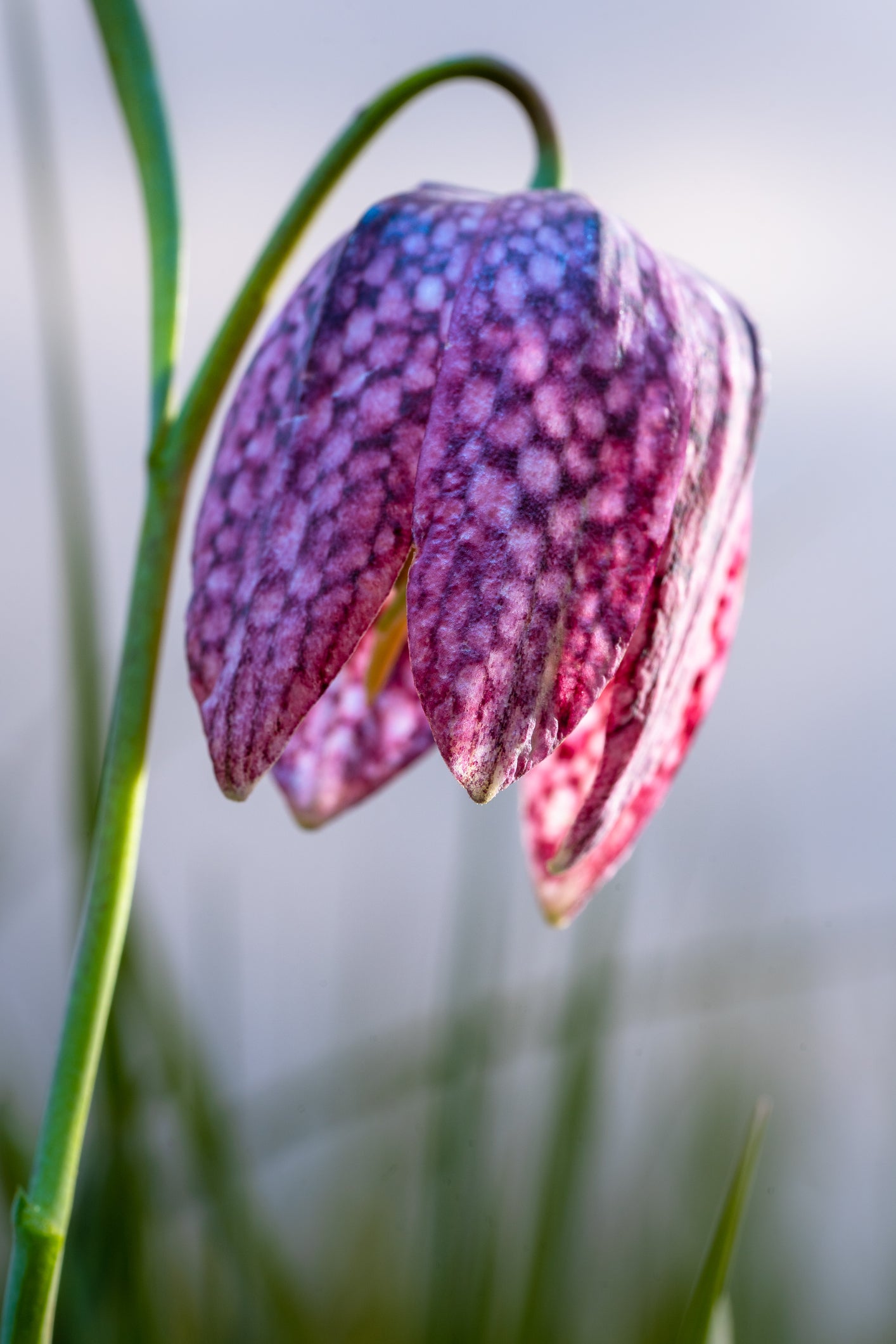 snake head plant seeds Wild Flower Snake's Head Fritillary Seeds – JustSeed