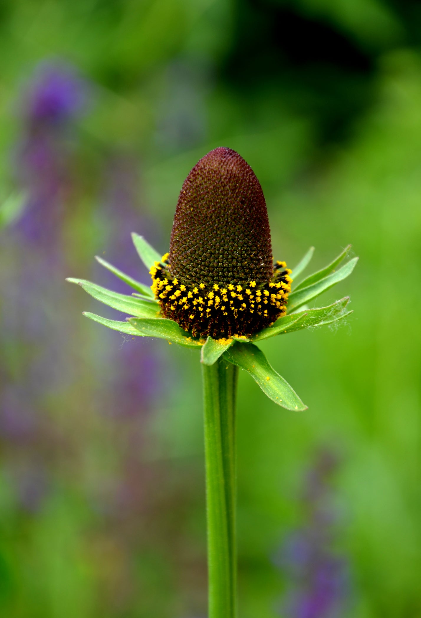 Rudbeckia occidentalis Green Wizard Seeds