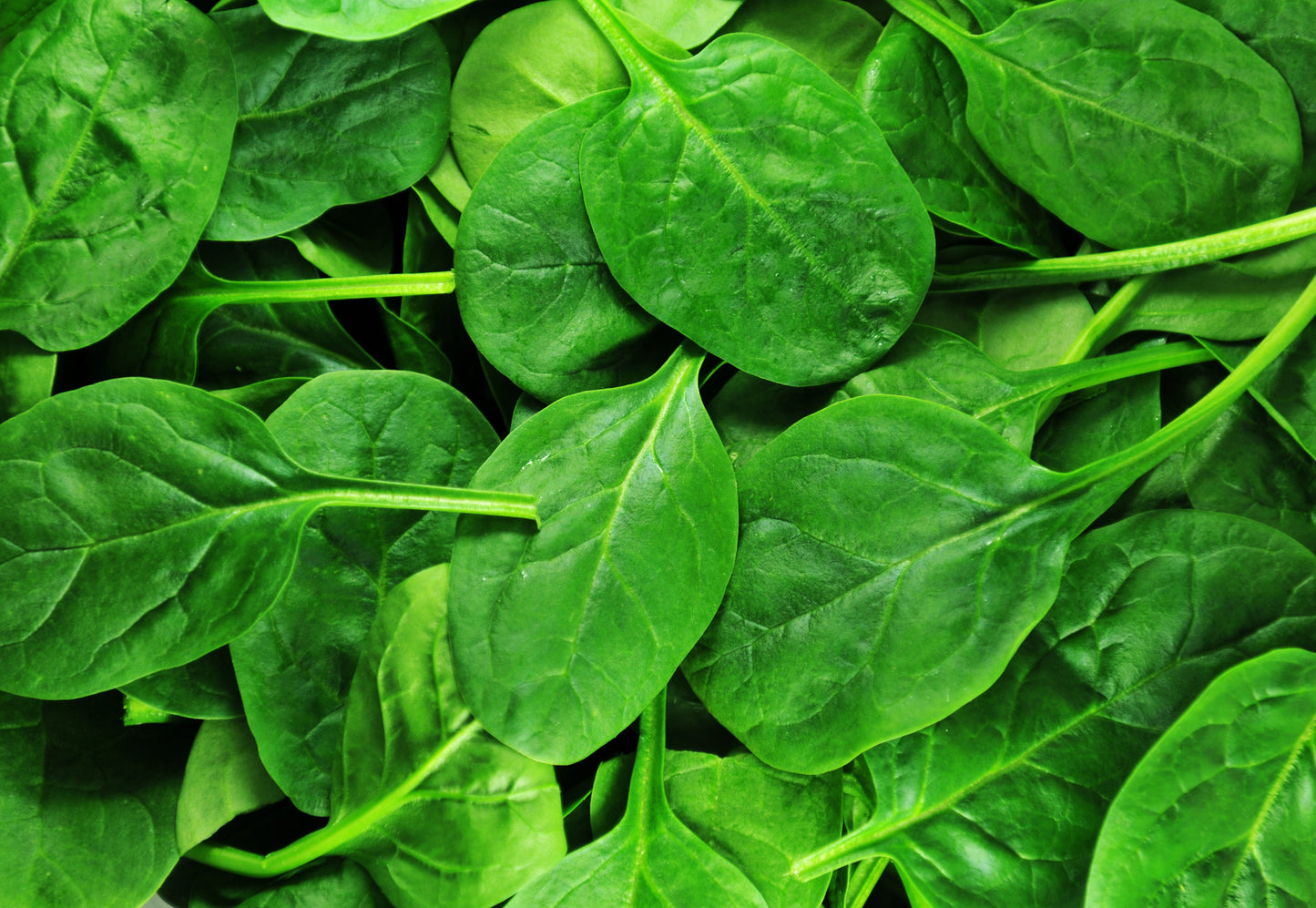 Spinach Medania Seeds