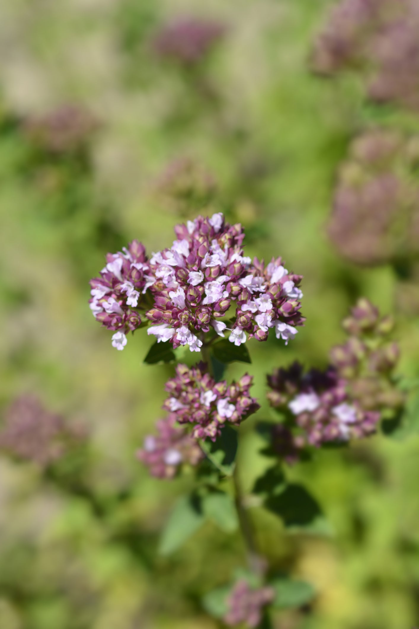 Suffolk Herbs Pot Marjoram 400 Seeds