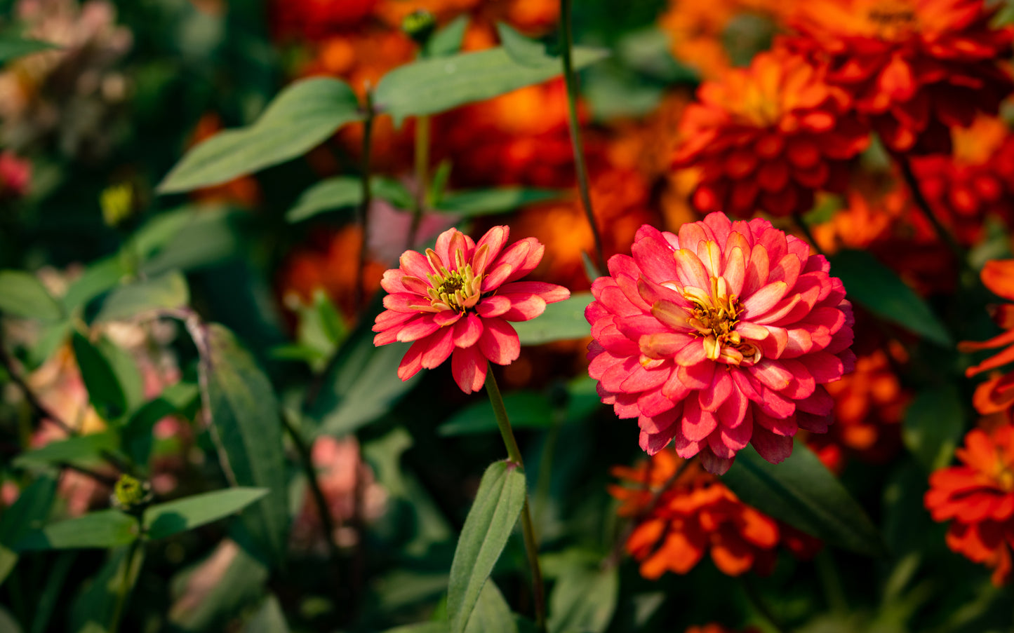 Zinnia Salmon Rose Seeds