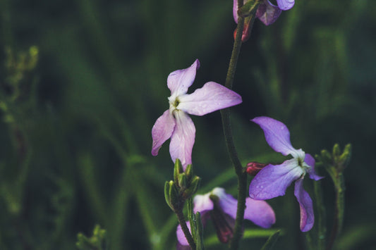 Night Scented Stock Seeds – Matthiola bicornis