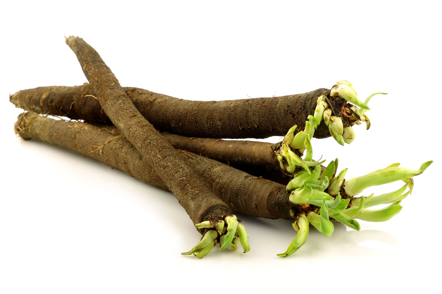 Scorzonera Black Giant of Russia Maxima Seeds