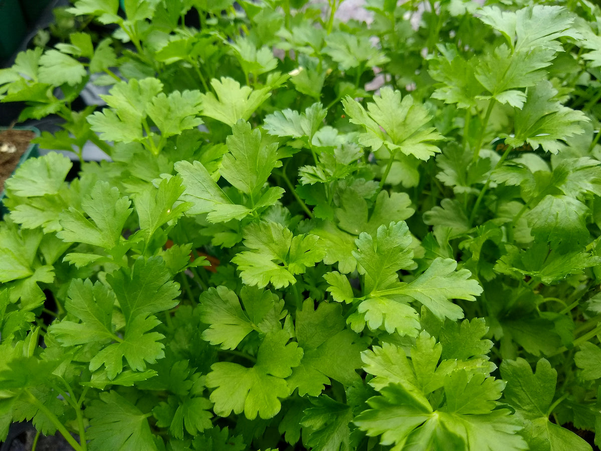 Parsley Plain Leaved Seeds