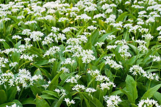 Wild Flower Ramsons Wild Garlic Seeds Allium ursinum
