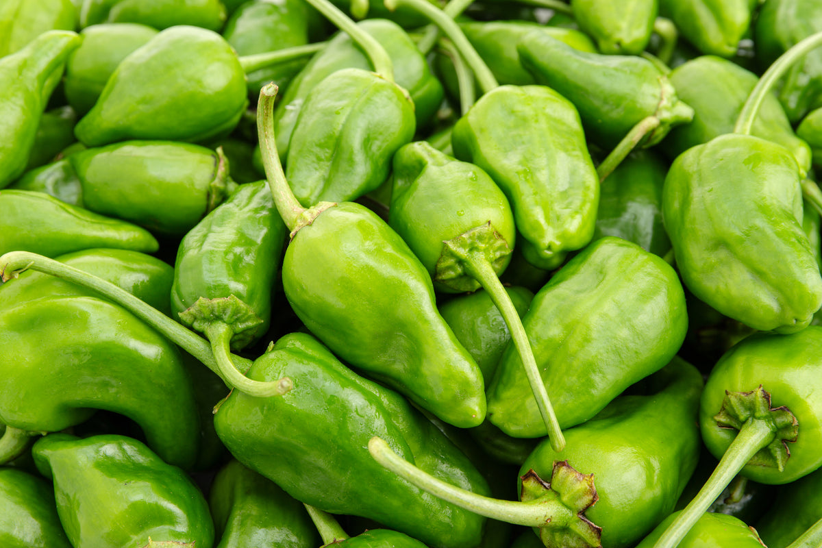 Robinsons Chilli Pepper Padron Seeds – 15 Seeds