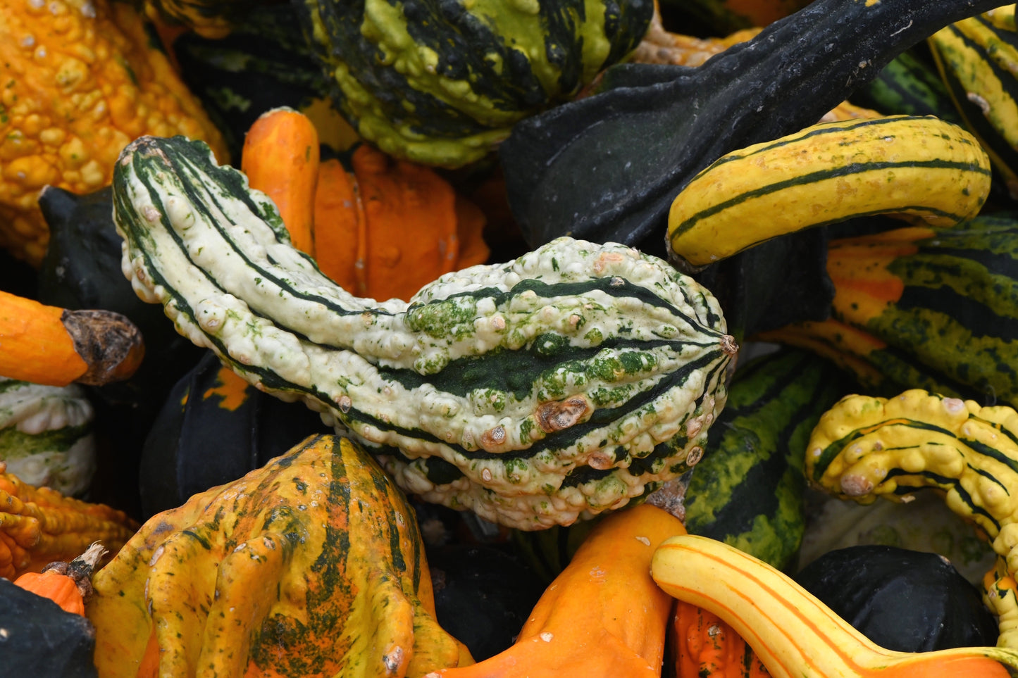 Gourd Autumn Wings Swan Blend Seeds