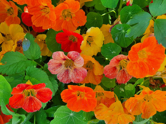 Nasturtium Tom Thumb Mixed Seeds
