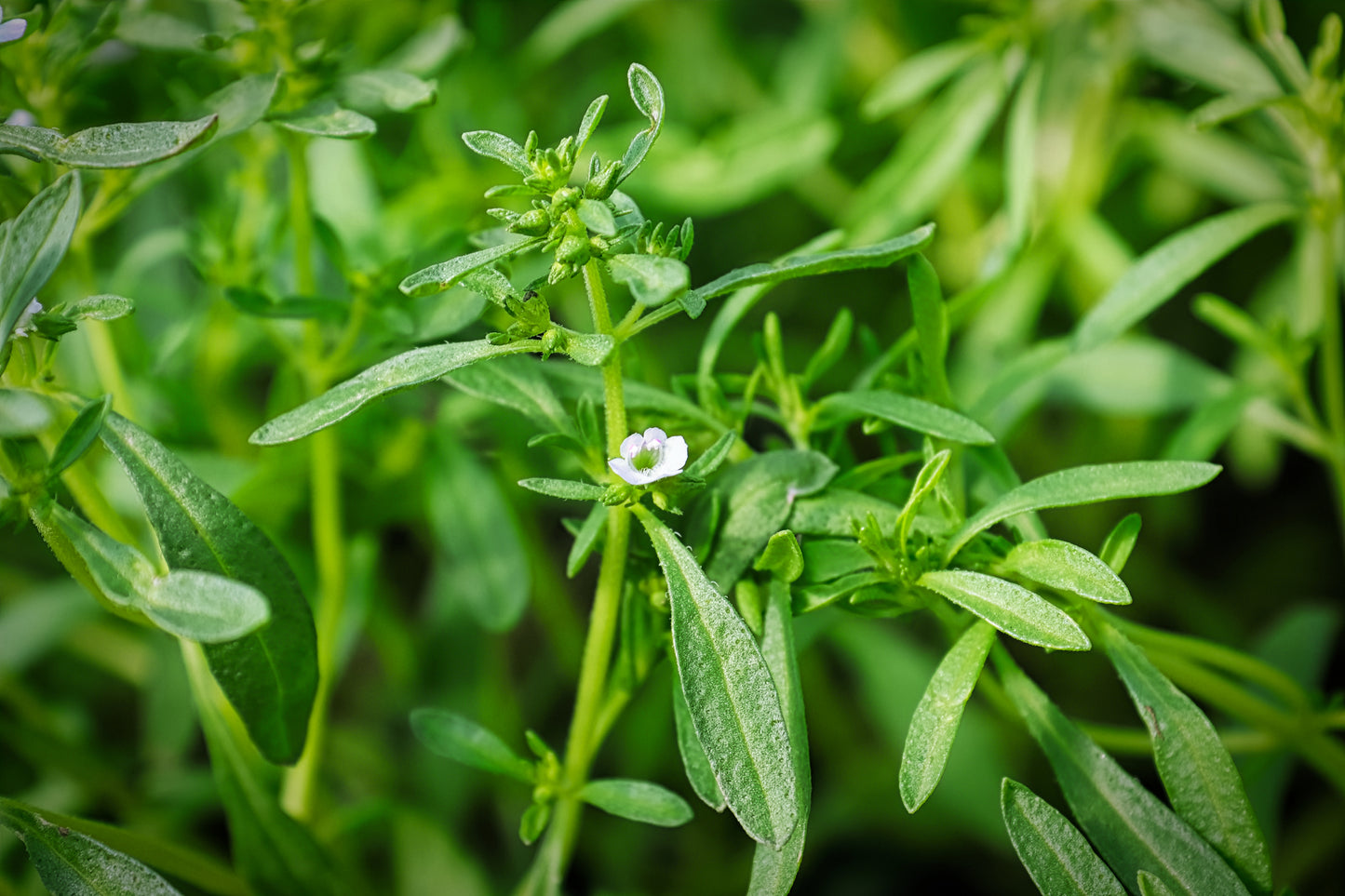 Suffolk Herbs Summer Savory 1500 Seeds