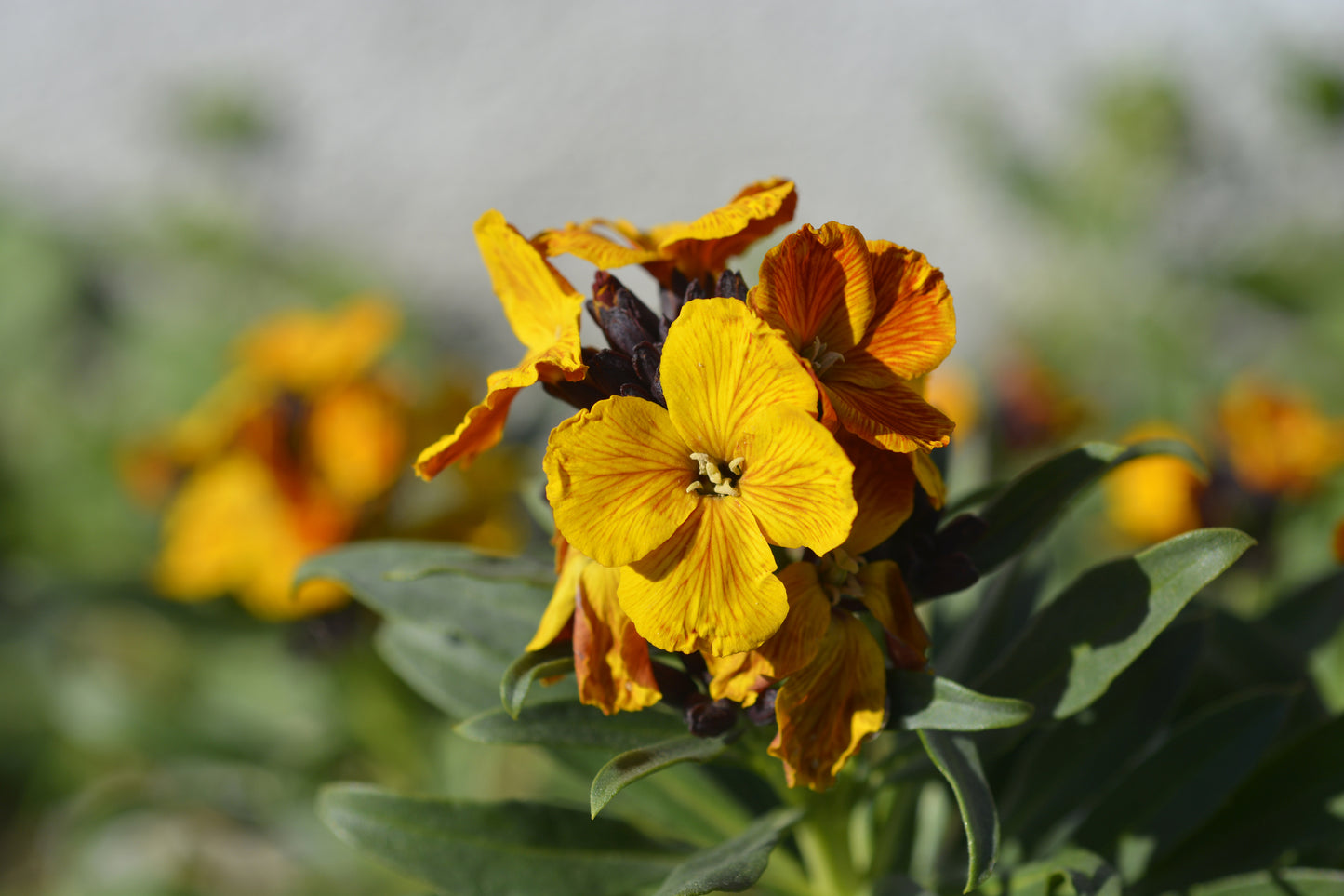 Wallflower Bedder Primrose Seeds