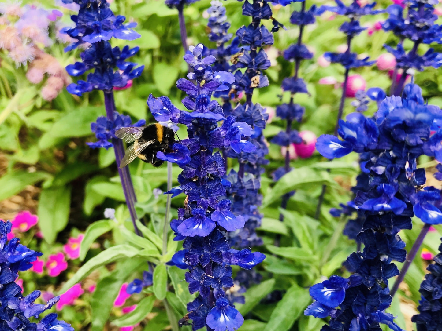 Salvia farinacea Victoria Seeds