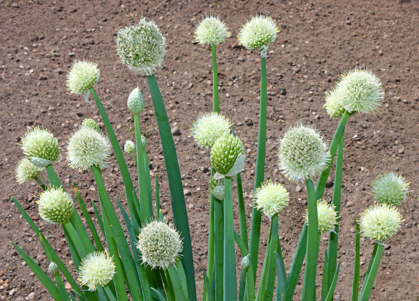 Suffolk Herbs Welsh Onion Seeds