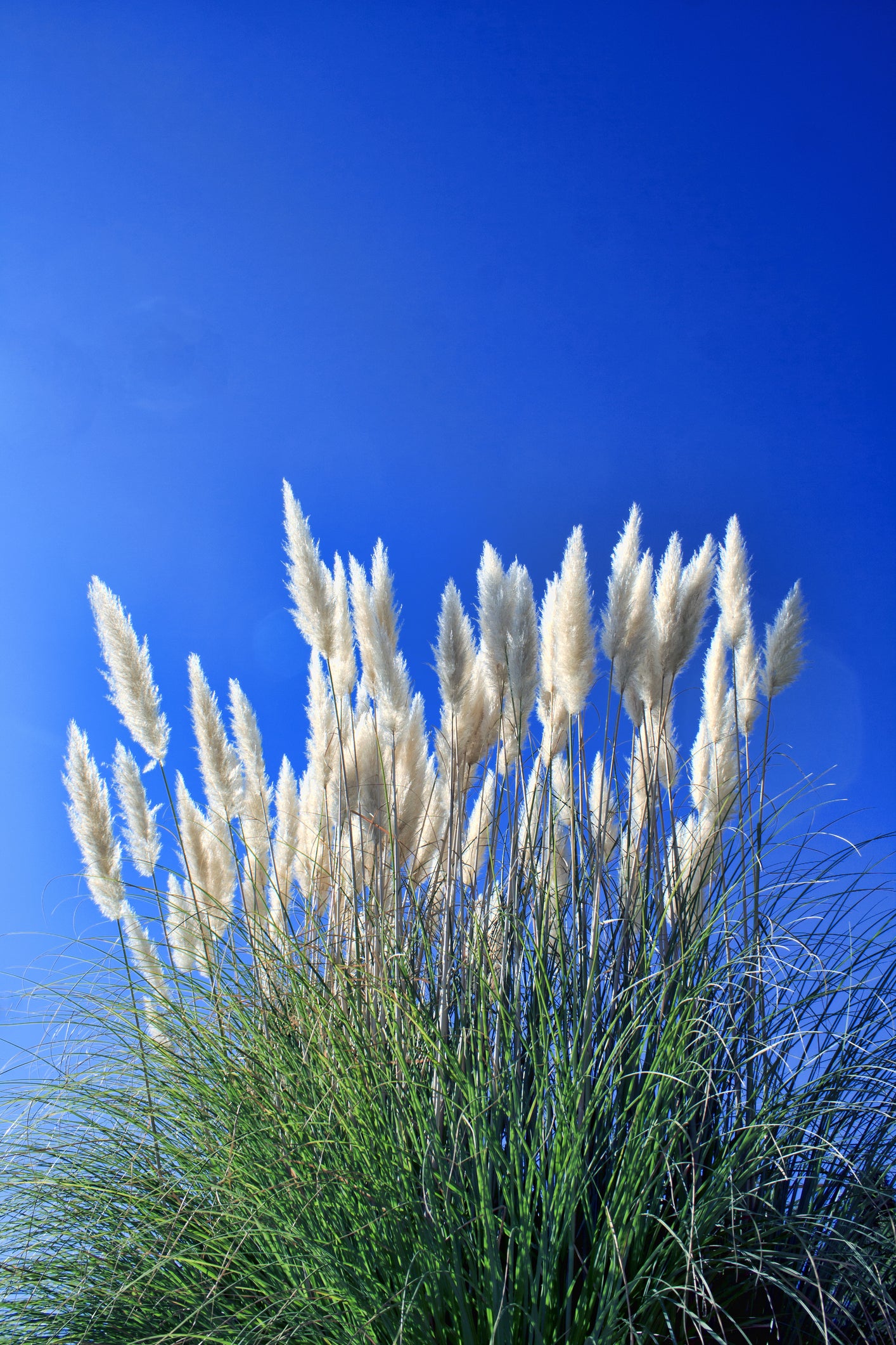 Pampas Grass Pink Feather Cortaderia Selloana Seeds