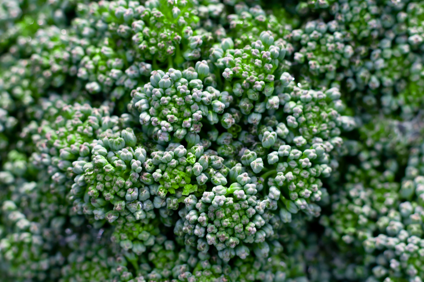 Broccoli Sun King Seeds