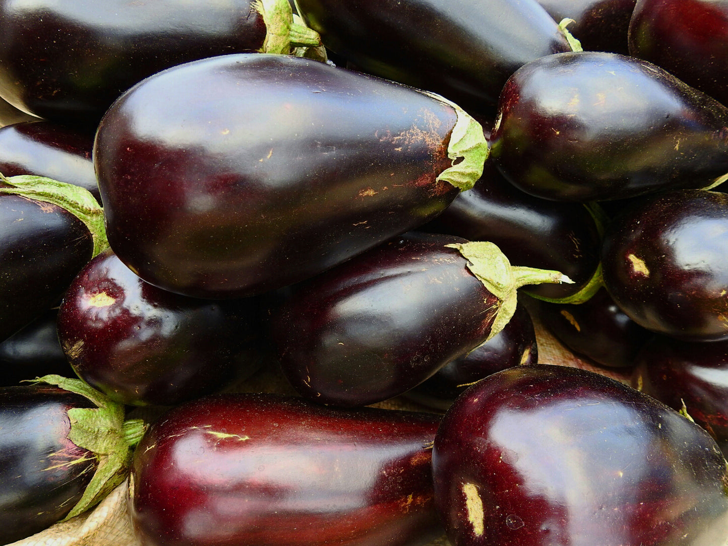 Organic Aubergine Black Beauty Seeds