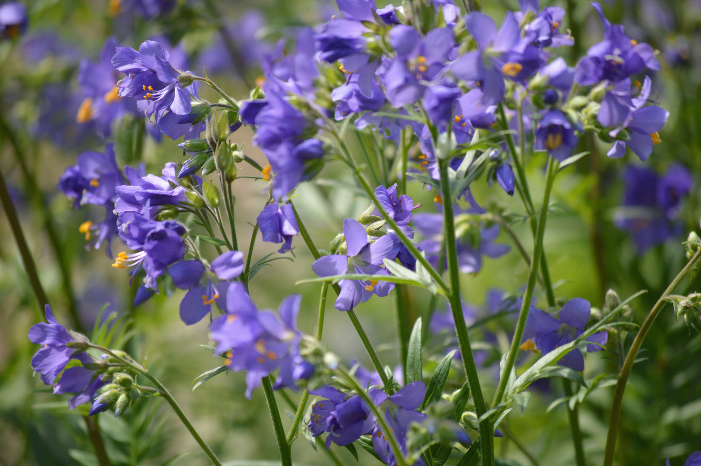 Polemonium caeruleum Jacobs Ladder Seeds
