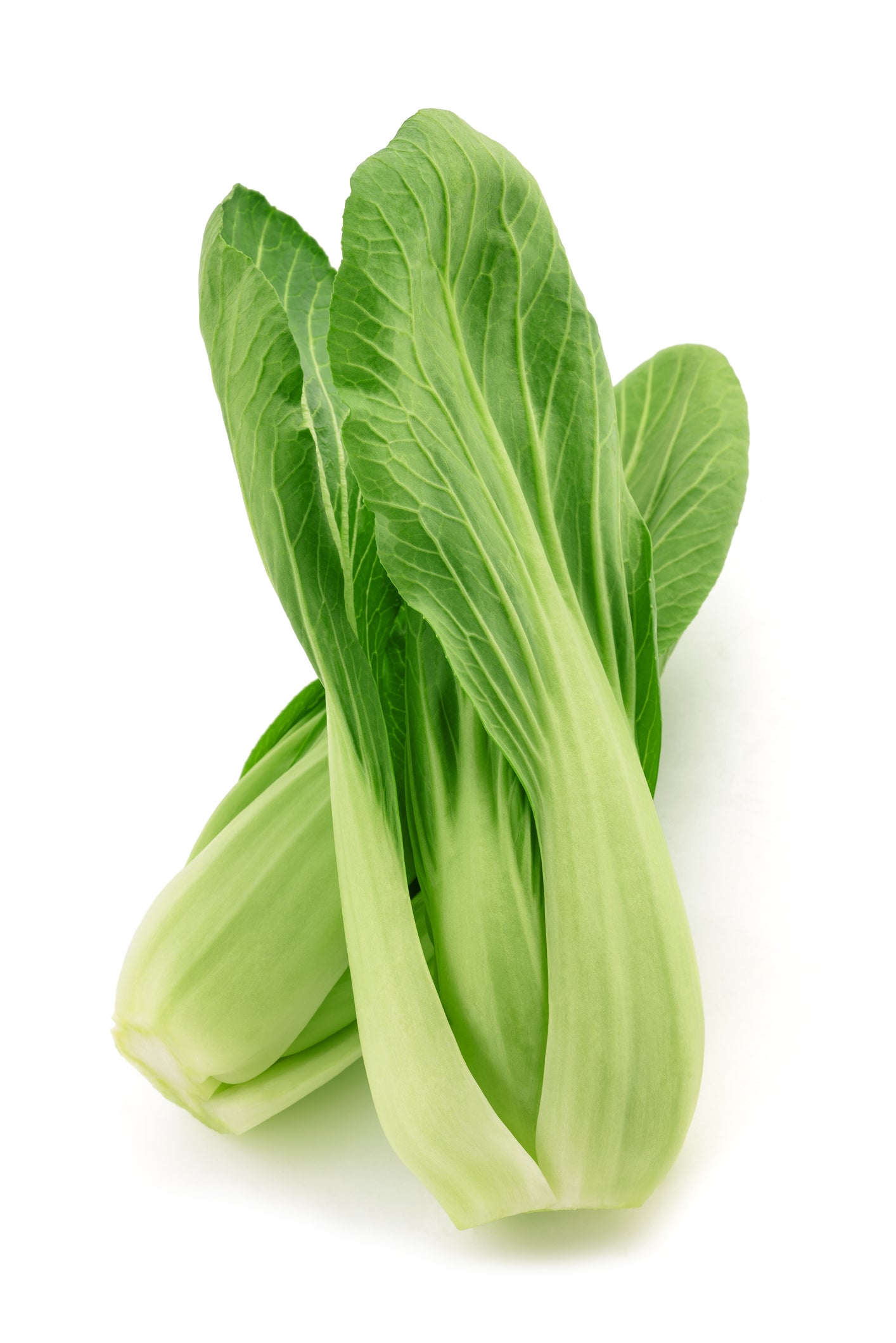 Suffolk Herbs Pak Choi You Qing Choi F1 Hybrid - 40 Seeds