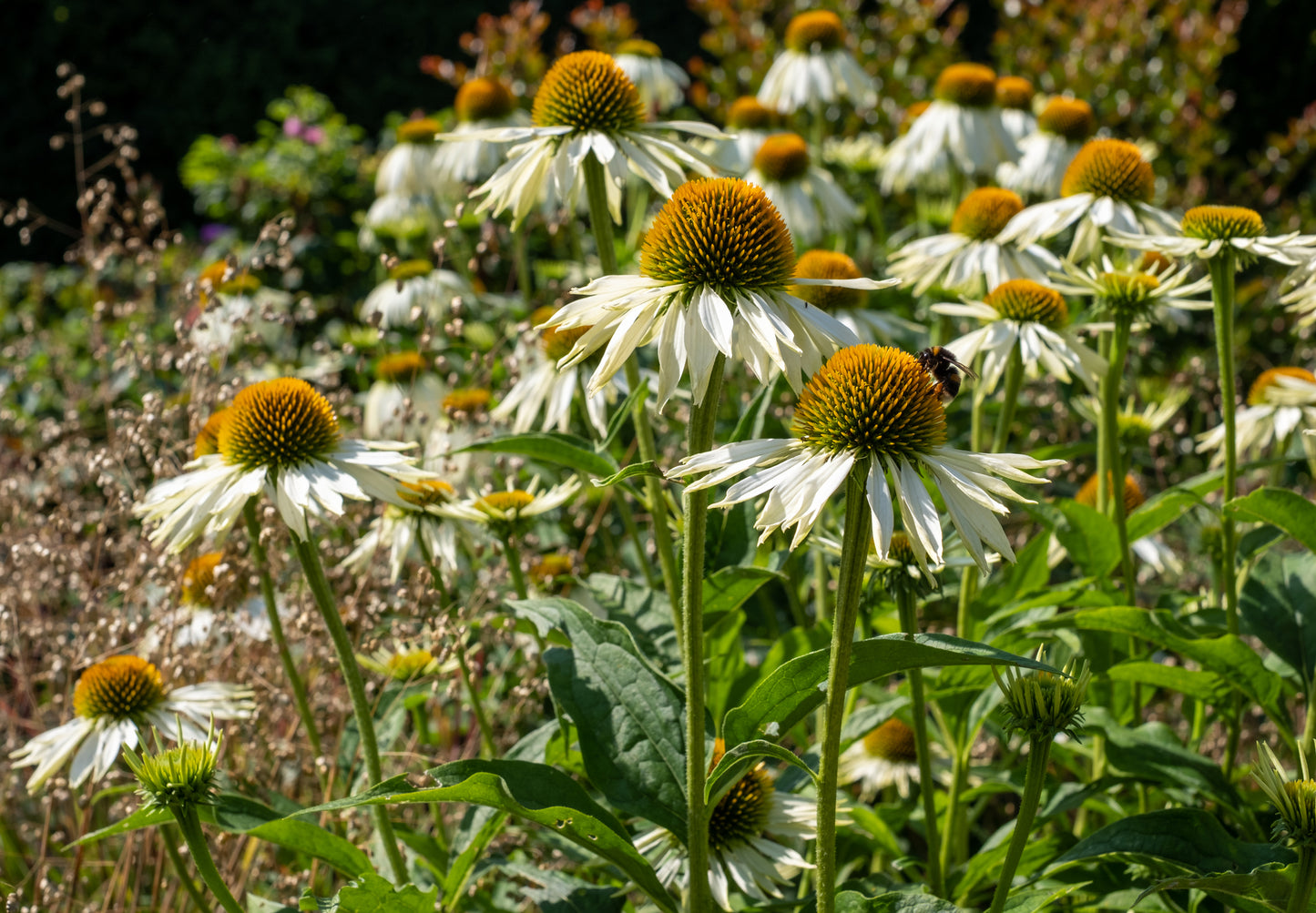 Rudbeckia White Swan Seeds