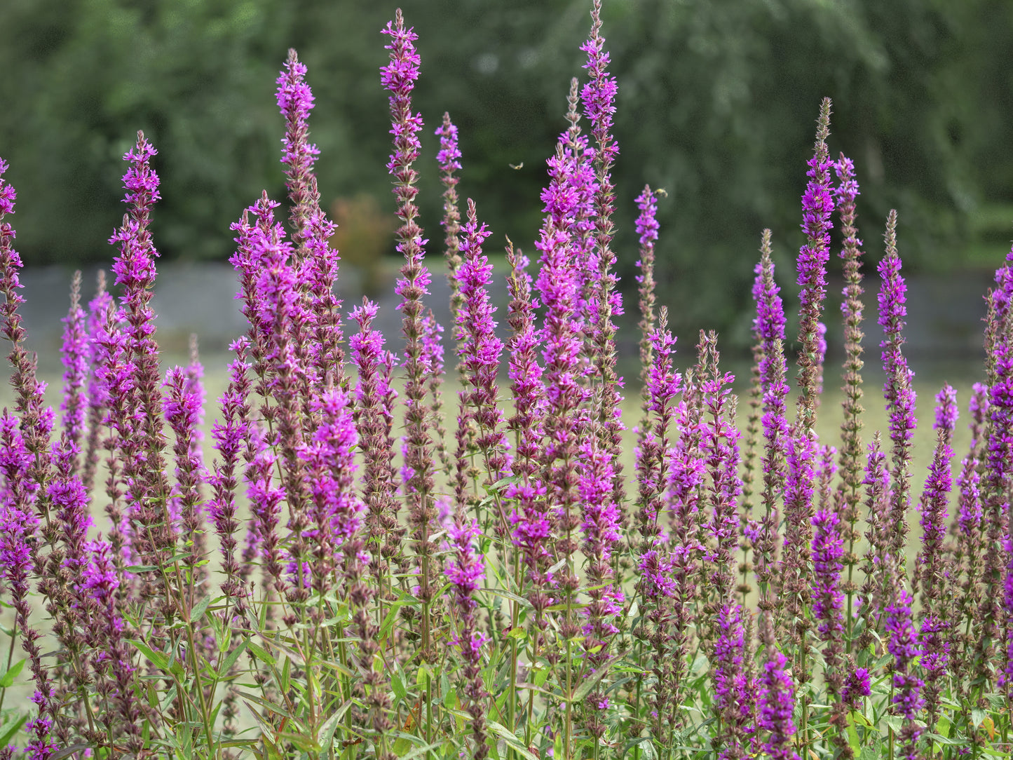 Loosestrife Lythrum salicaria Rosy Gem Seeds