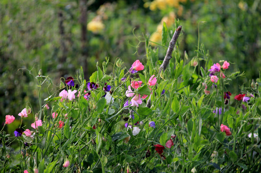 Sweet Pea Bouquet Mixed Seeds