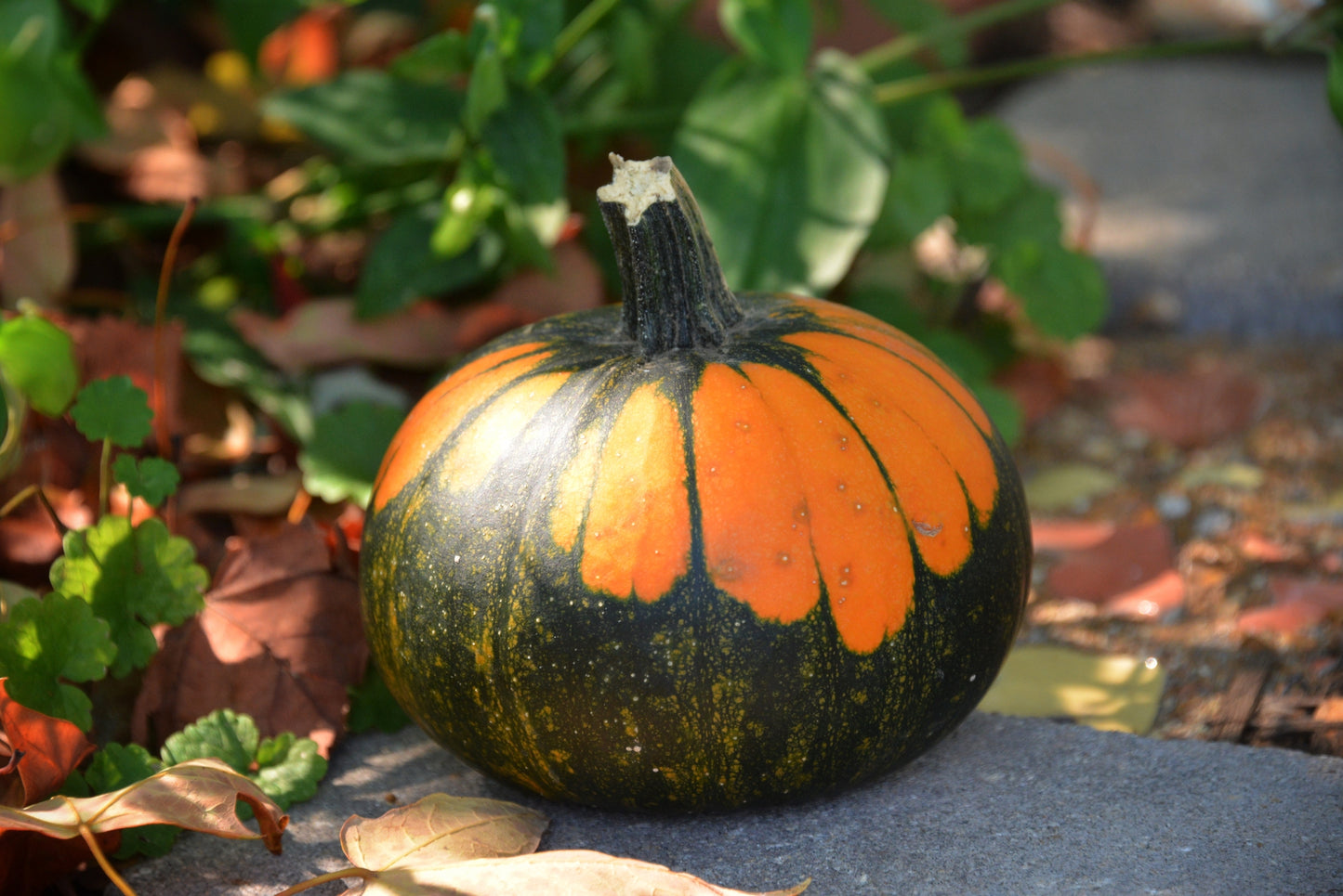 Gourd Batwing Mix Seeds