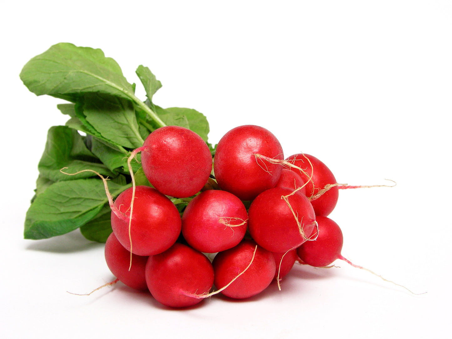 Organic Radish Early Scarlet Globe Seeds