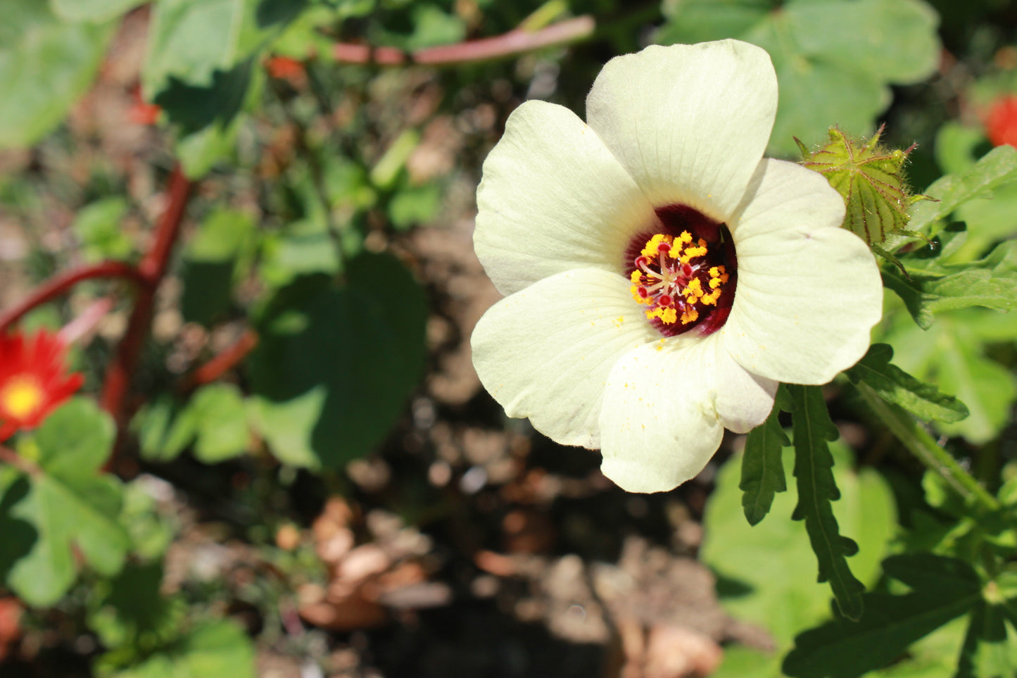 Hibiscus Simply Love Seeds