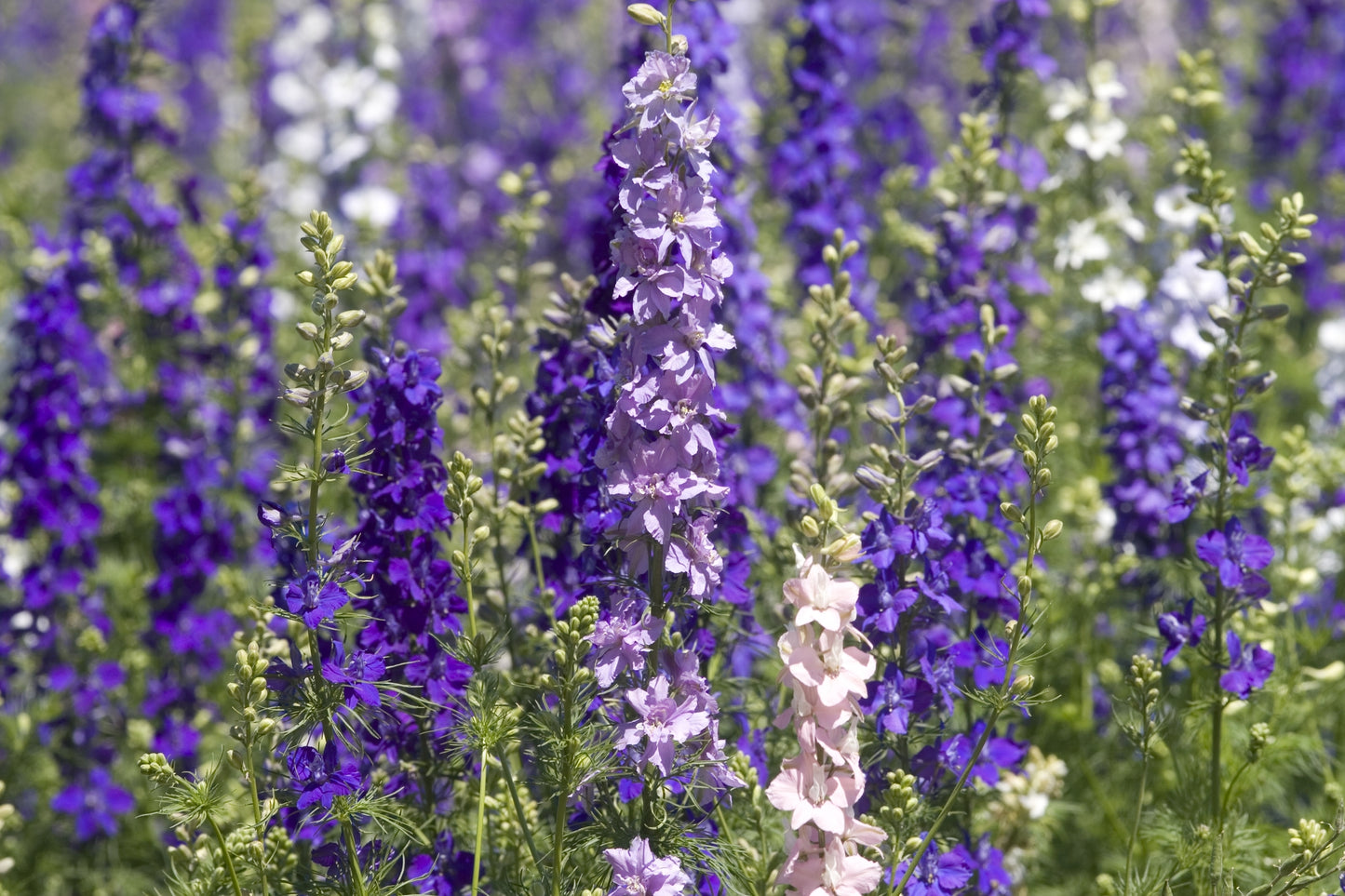 Larkspur Giant Hyacinth Mixed Seeds