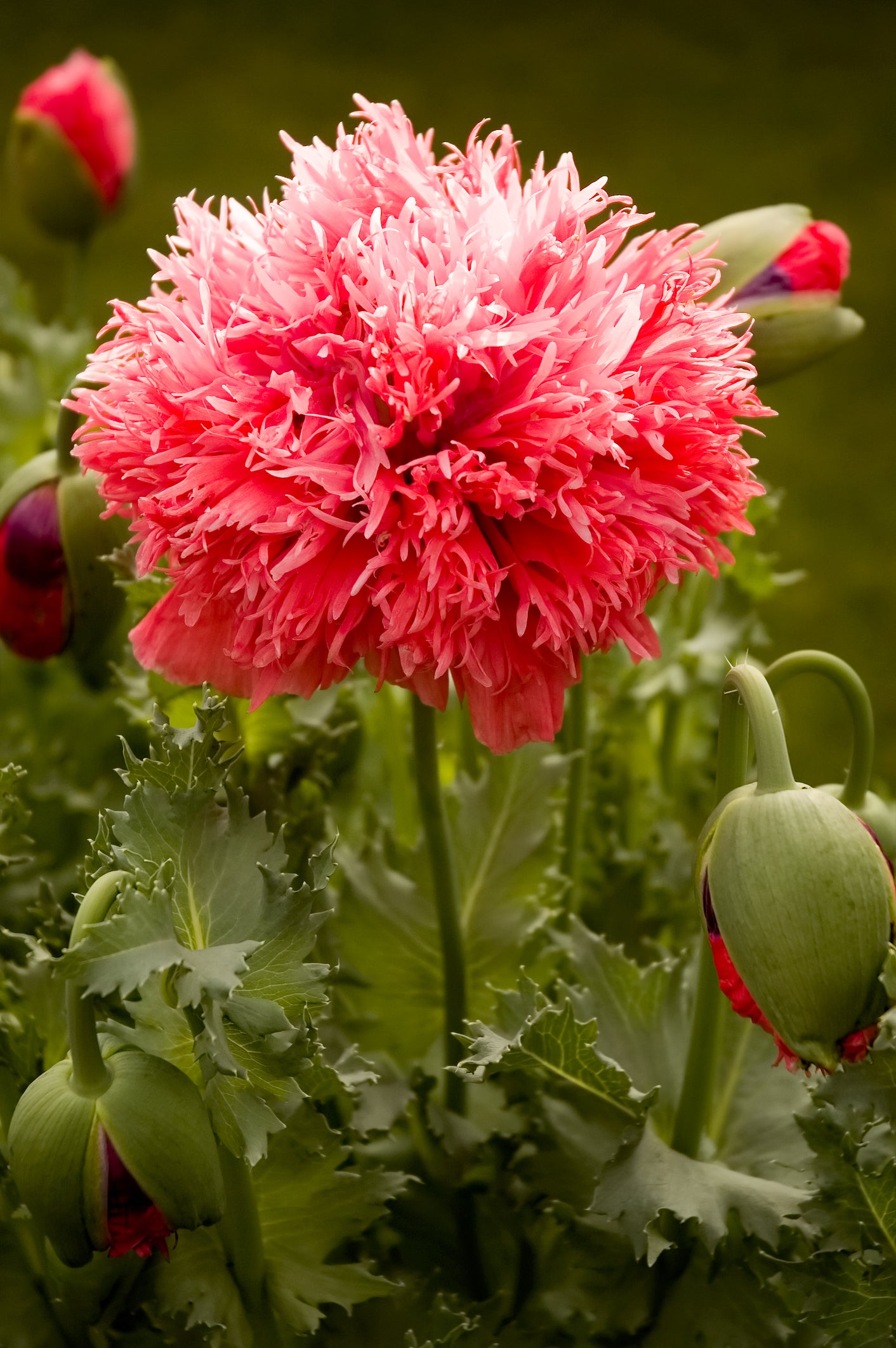 Papaver Poppy Oase Seeds