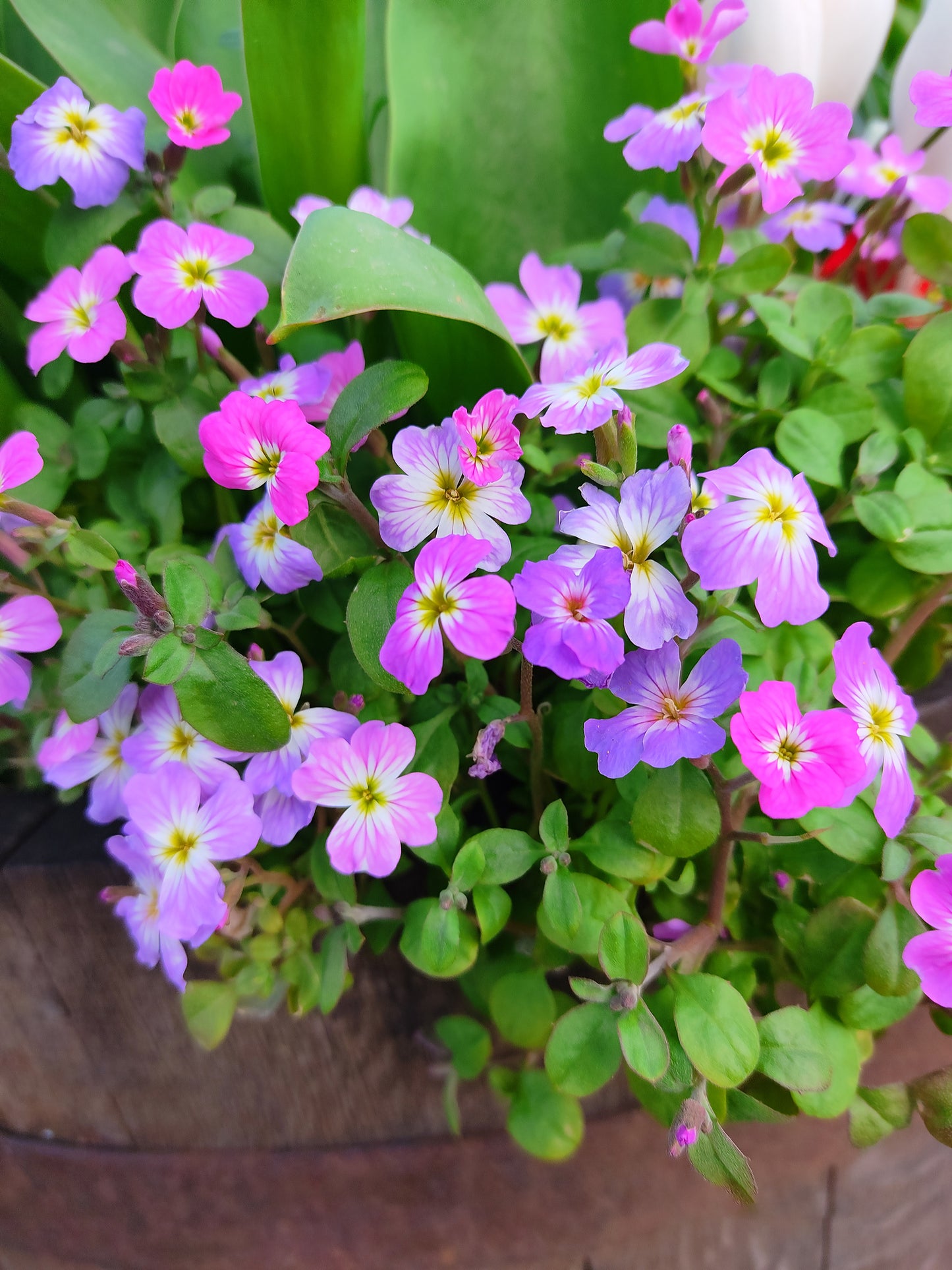 Stock Virginian Mixed Seeds