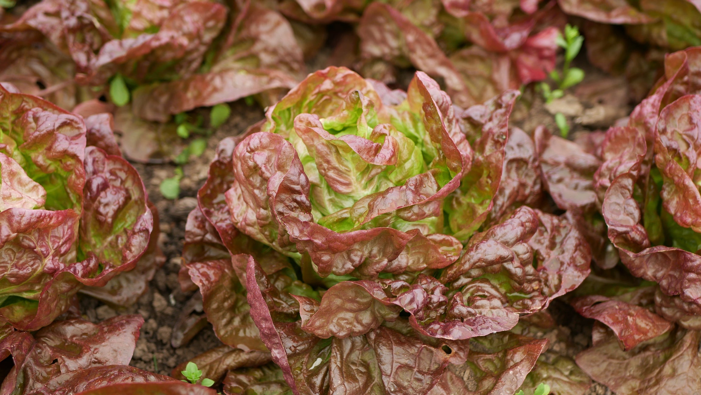 Lettuce Marvel of Four Seasons Seeds JustSeed