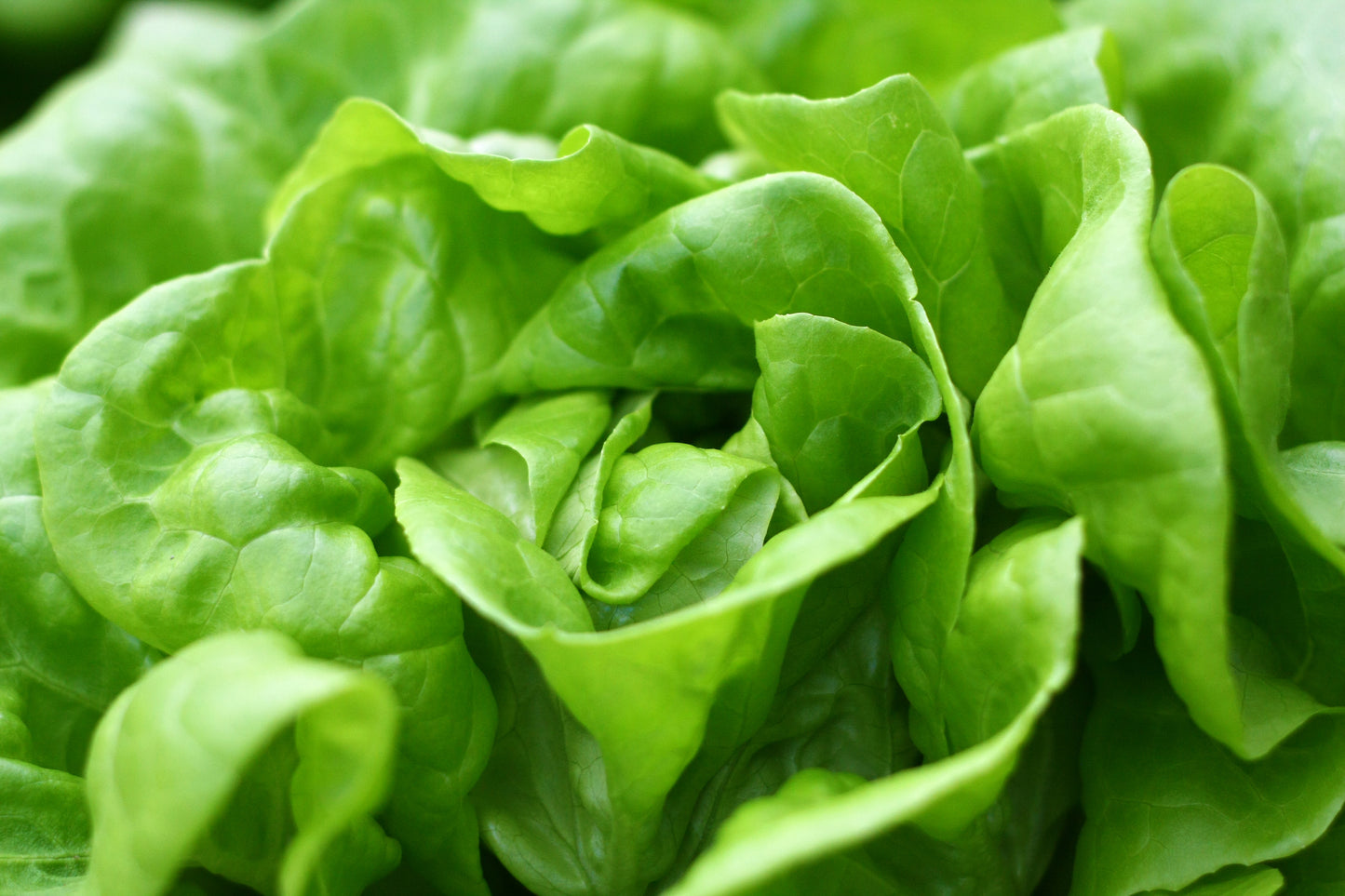 Organic Lettuce Matilda Seeds