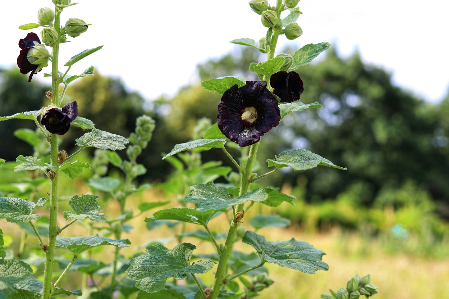 Hollyhock Black Single Seeds
