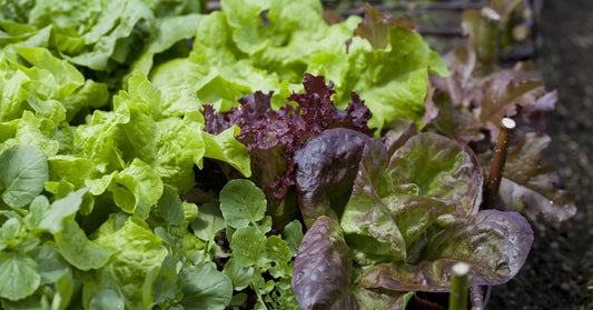 Lettuce Mixed Baby Leaf Salad Seeds