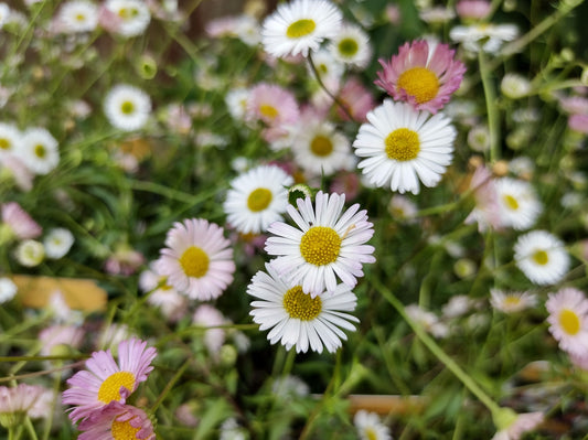 Erigeron karvinskianus ‘Stallone’ Seeds | Mexican Fleabane Perennial