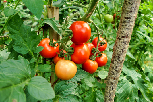 Tomato Moneymaker Seeds