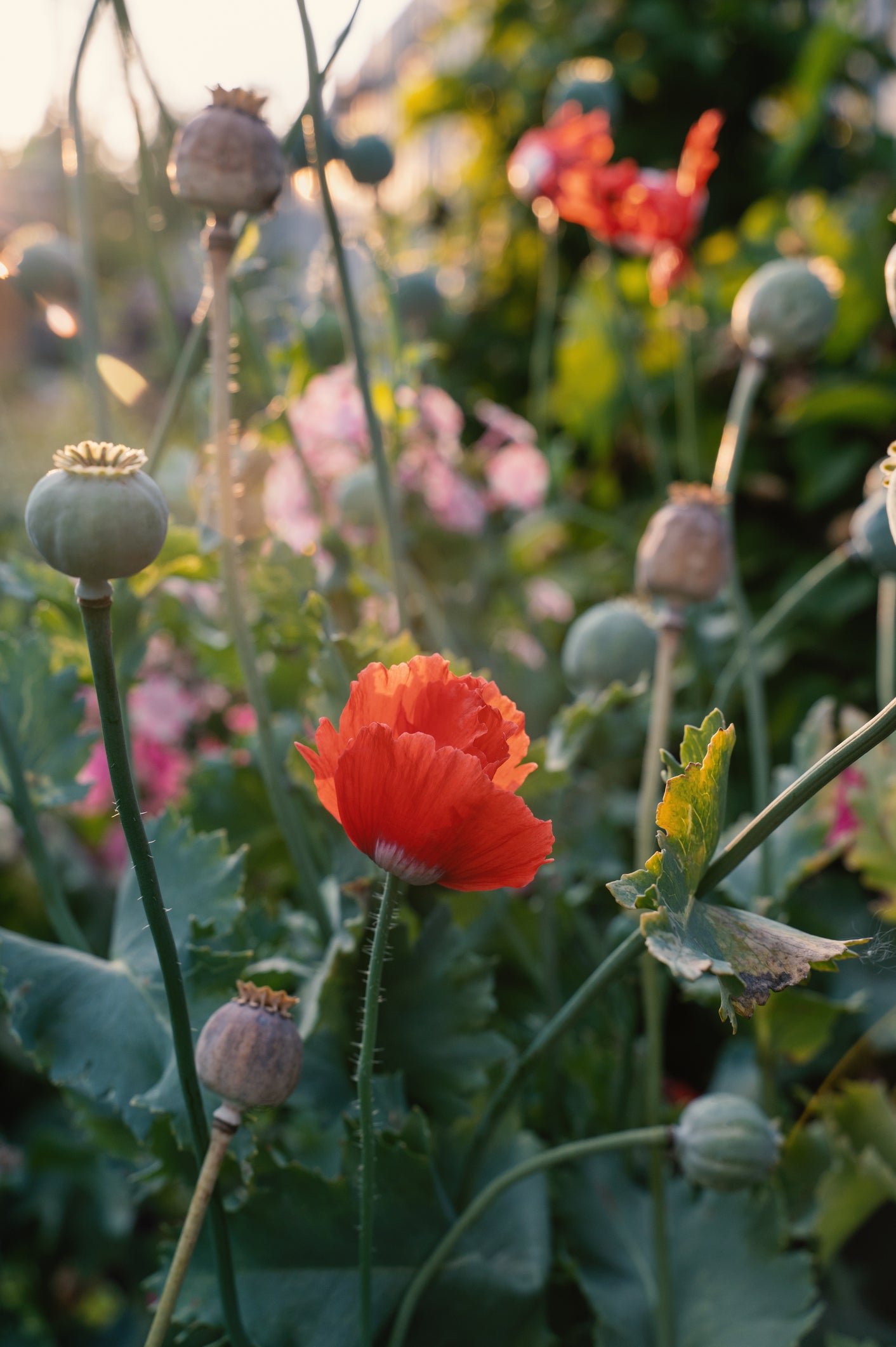 Poppy Victoria Cross Seeds