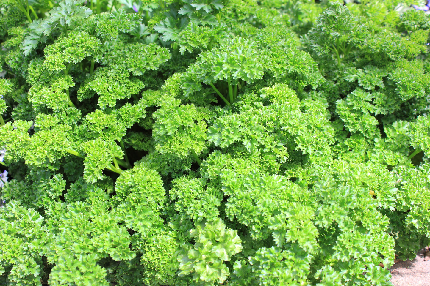 Organic Herb Parsley Grune Perle Seeds