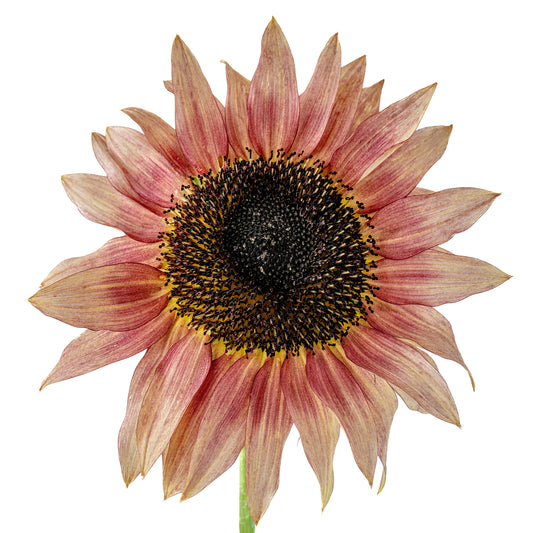 Sunflower Ruby Eclipse Seeds