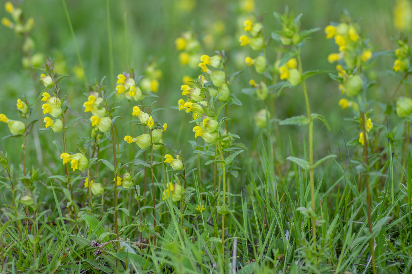 Wildflower Yellow Rattle Seeds Rhinanthus Minor