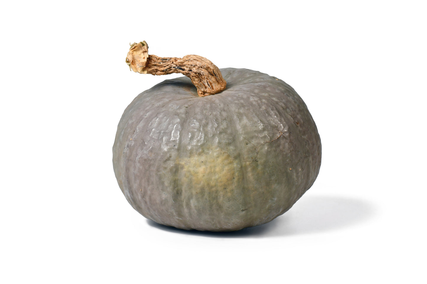 Winter Squash Blue Kuri Seeds