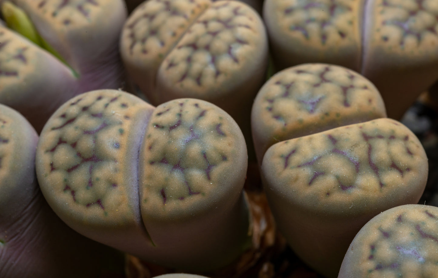 Lithops Schwantesii Species Seeds