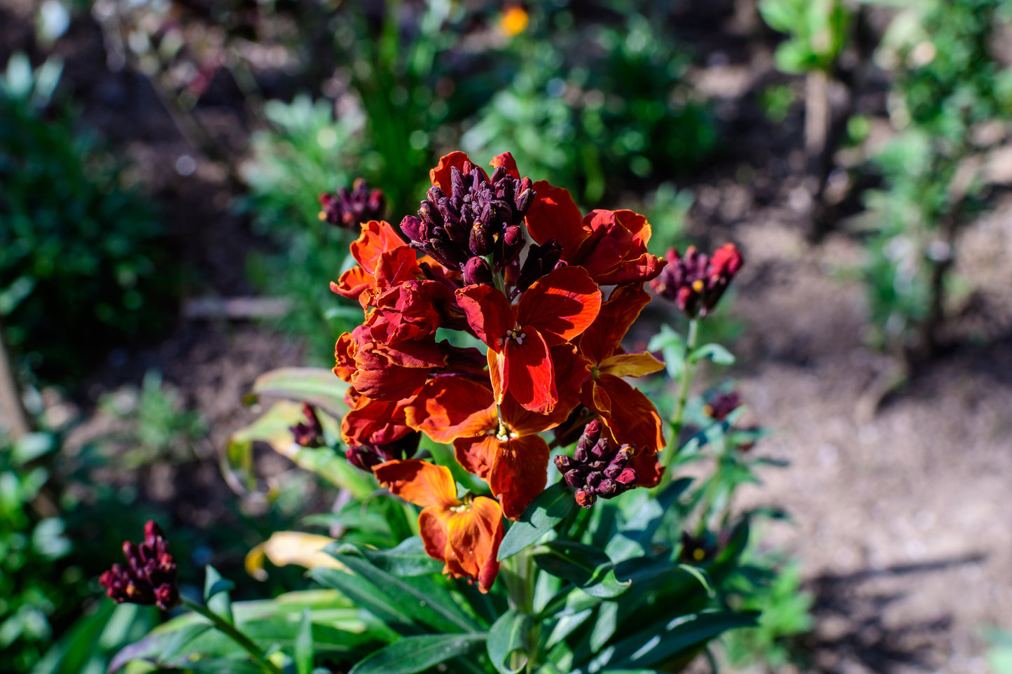 Wallflower Fire King Seeds