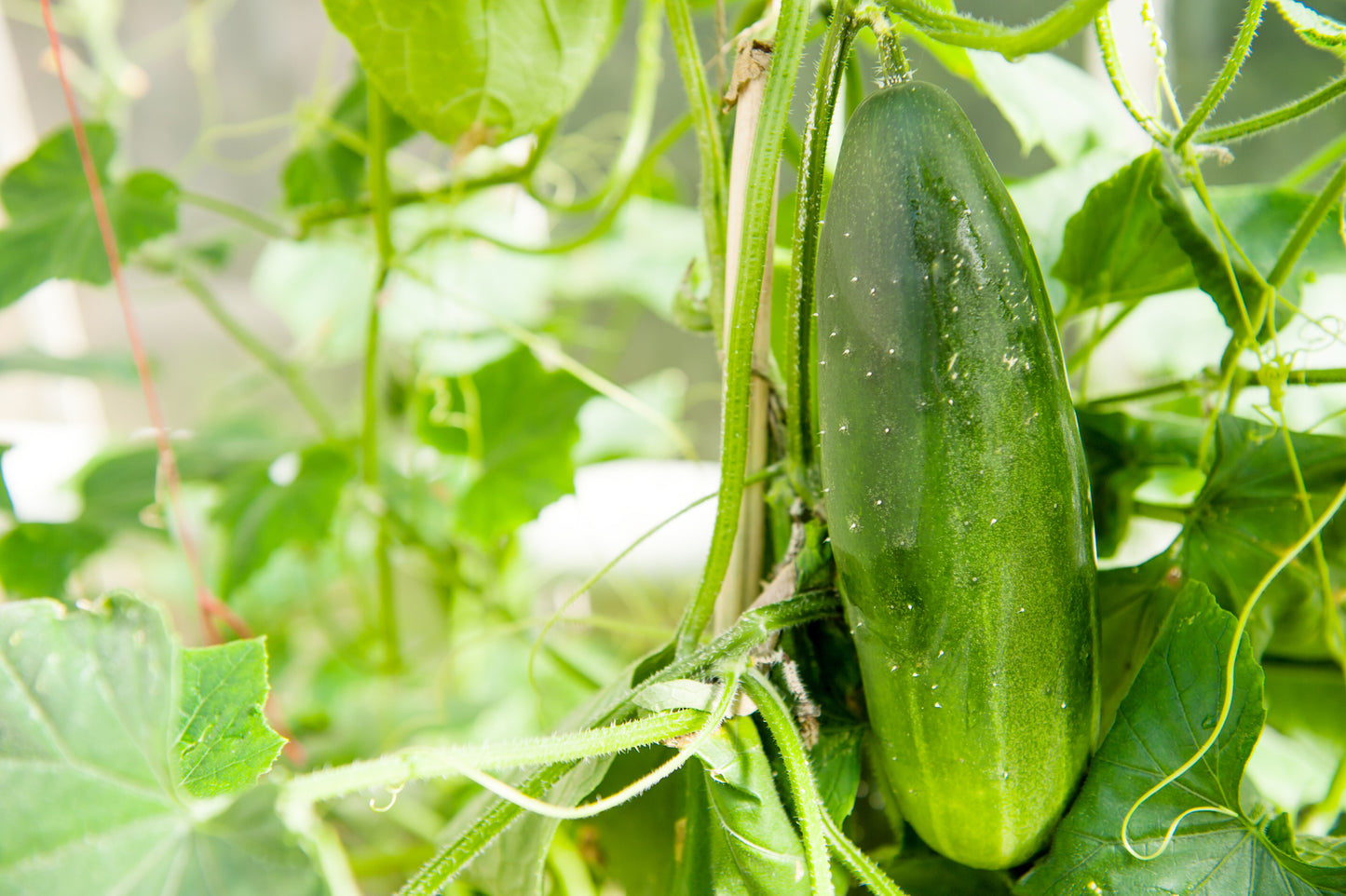Organic Cucumber Marketmore Seeds