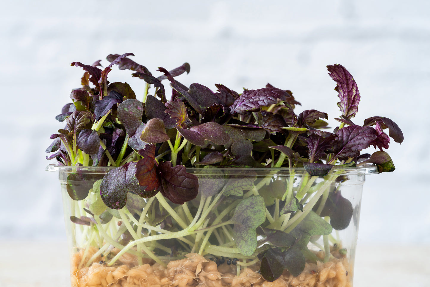 Mustard Red Giant Seeds