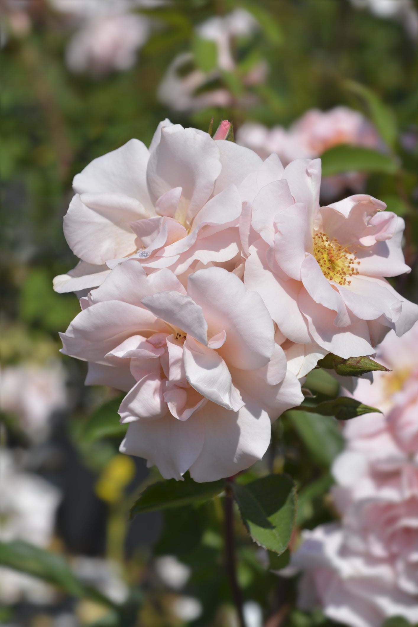 rose seeds for sale online Rose polyantha Angel Rose Seeds – JustSeed
