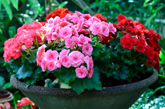 Begonia Nonstop Mixed F1 Hybrid Seeds
