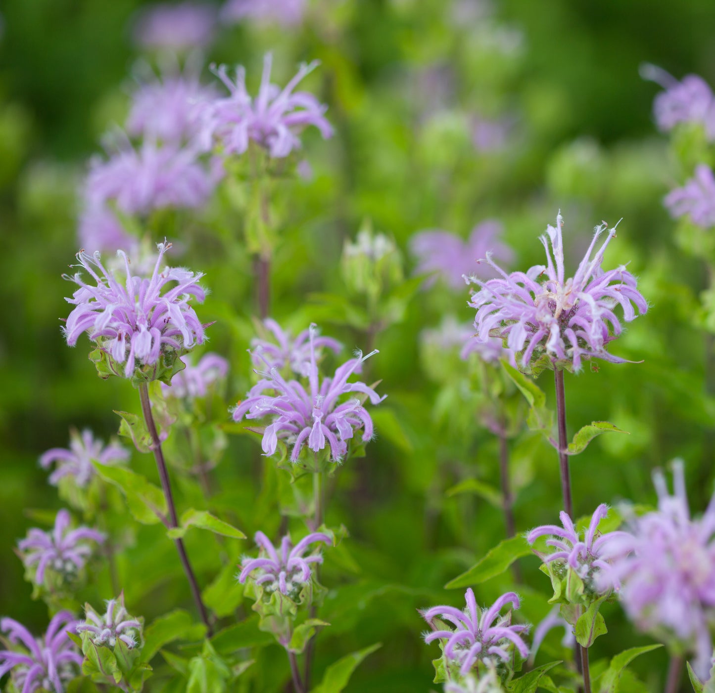 Wild Flower Wild Bergamot - Monarda fistulosa Seeds