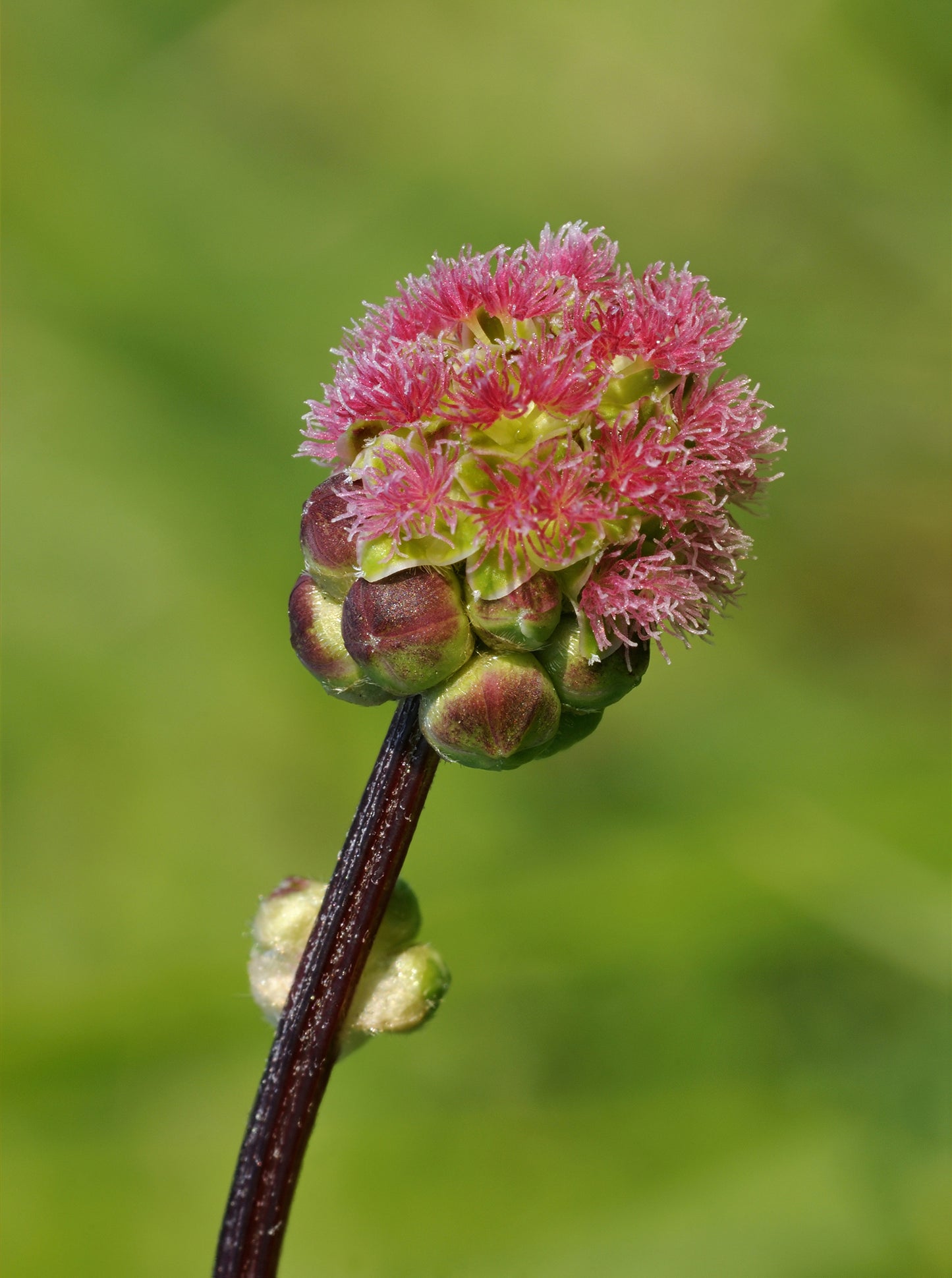 Suffolk Herbs Salad Burnet Seeds