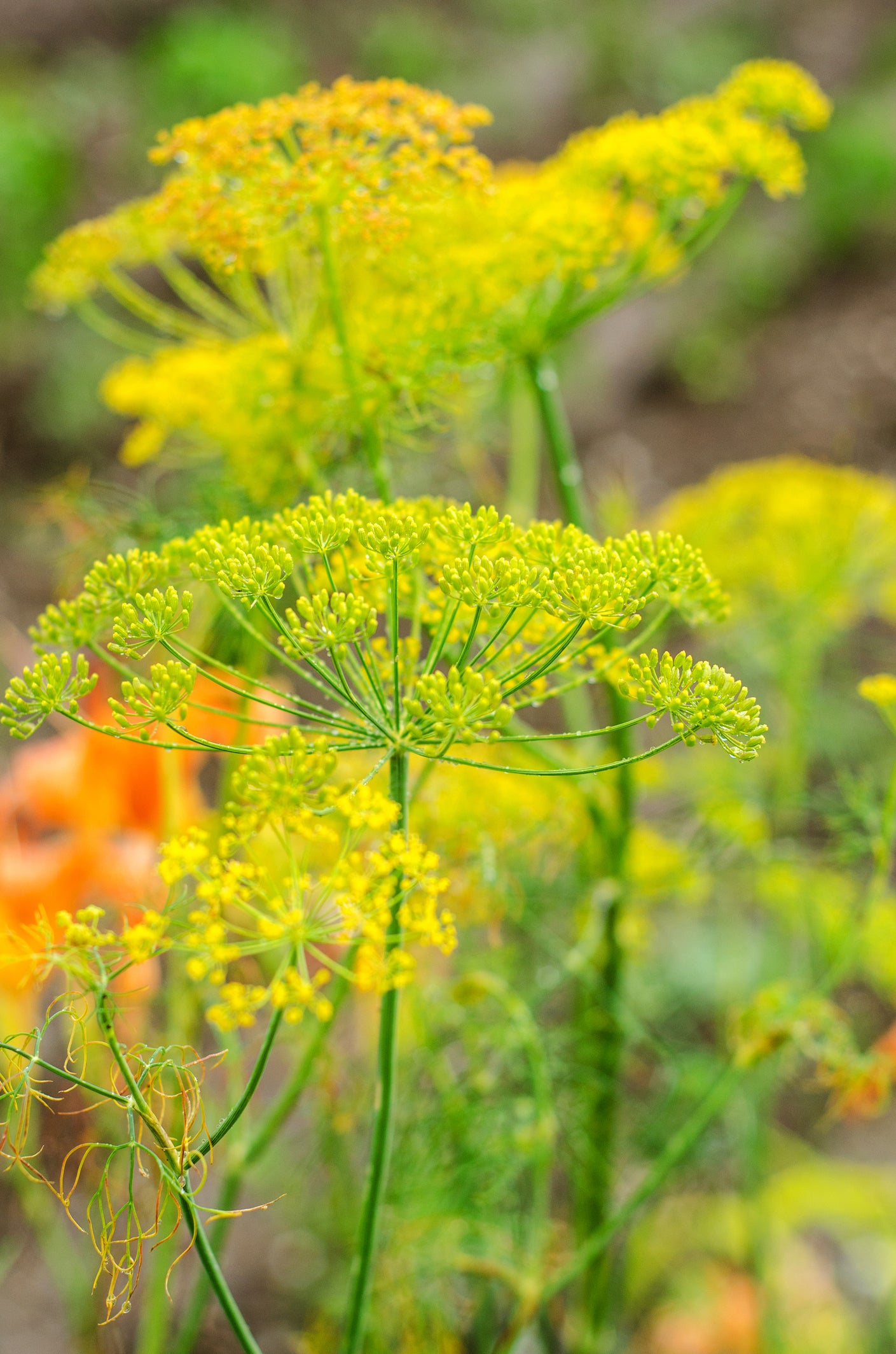 Dill Bouquet Seeds